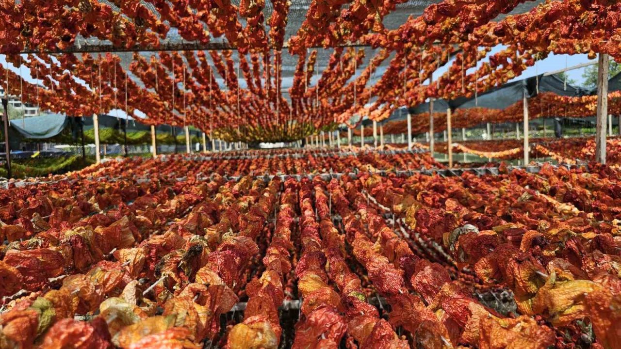 Patlıcan Vadisi’nde renkli görüntüler