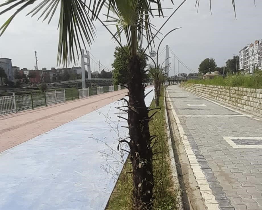 Ağaçları yakan magandalar kameralara yakalandı