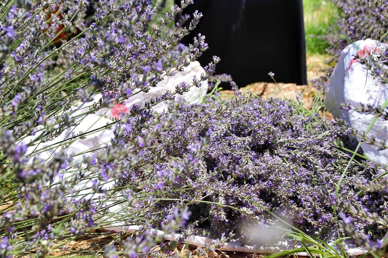 Şanlıurfa’da mor hasat başladı