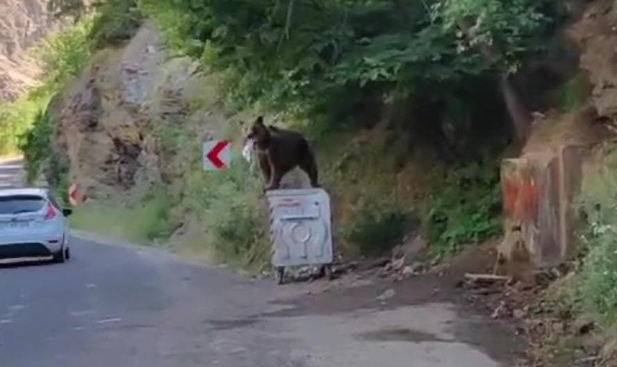 Tunceli’de bozayı, dağ keçisini avladı
