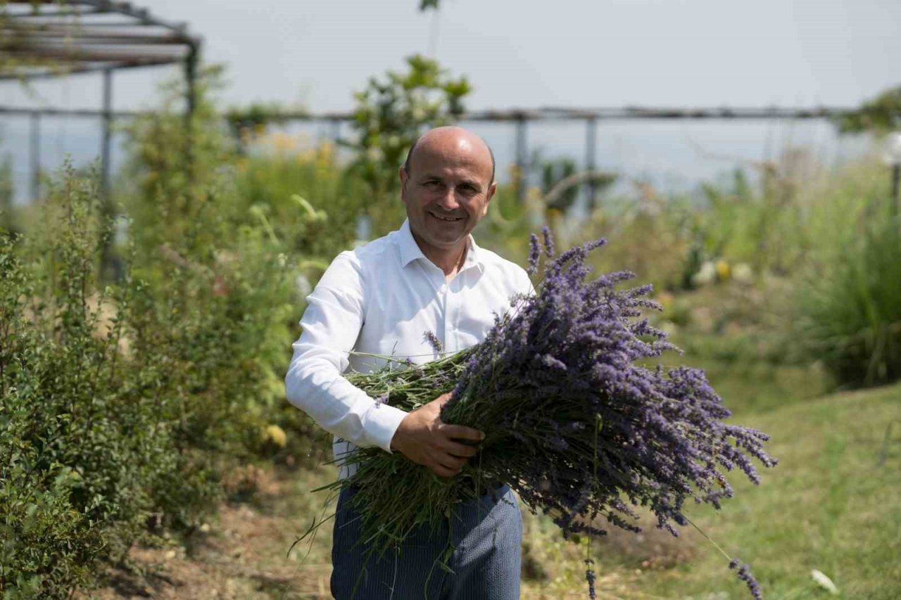 Altınova Belediyesi Tıbbi Aromatik Bitkiler Bahçesi’nde hasat sezonu başladı
