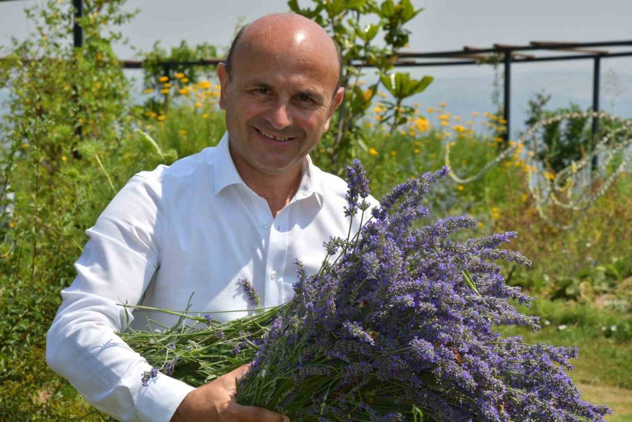 Altınova Belediyesi Tıbbi Aromatik Bitkiler Bahçesi’nde hasat sezonu başladı