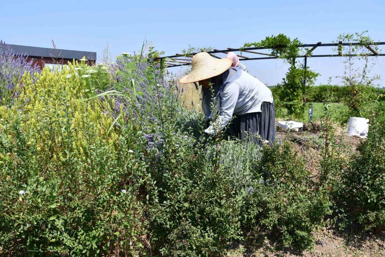 Altınova Belediyesi Tıbbi Aromatik Bitkiler Bahçesi’nde hasat sezonu başladı