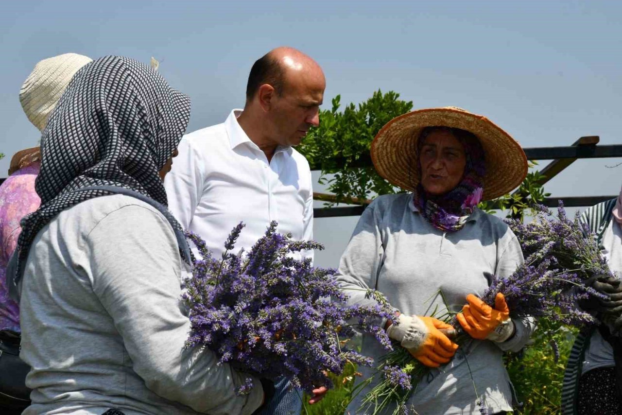 Altınova Belediyesi Tıbbi Aromatik Bitkiler Bahçesi’nde hasat sezonu başladı