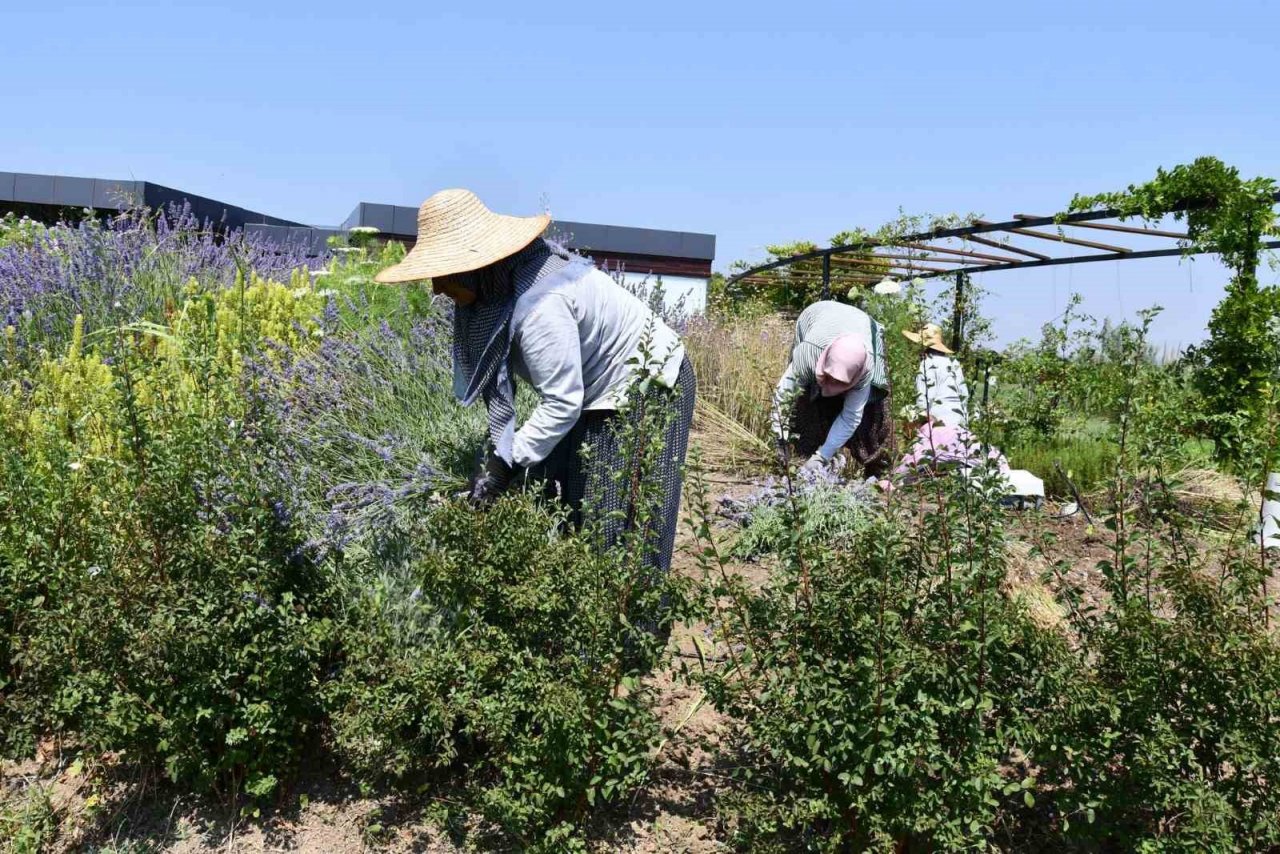 Altınova Belediyesi Tıbbi Aromatik Bitkiler Bahçesi’nde hasat sezonu başladı
