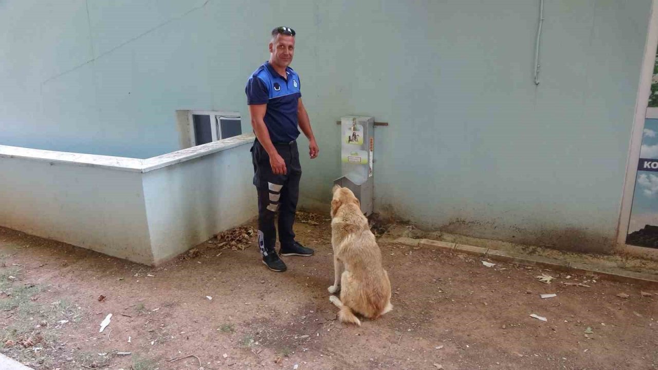 Sıcaklık arttı, belediyeden anonslu uyarı geldi: "Kapı önüne mama ve su koyun"