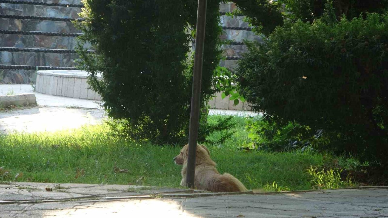 Sıcaklık arttı, belediyeden anonslu uyarı geldi: "Kapı önüne mama ve su koyun"