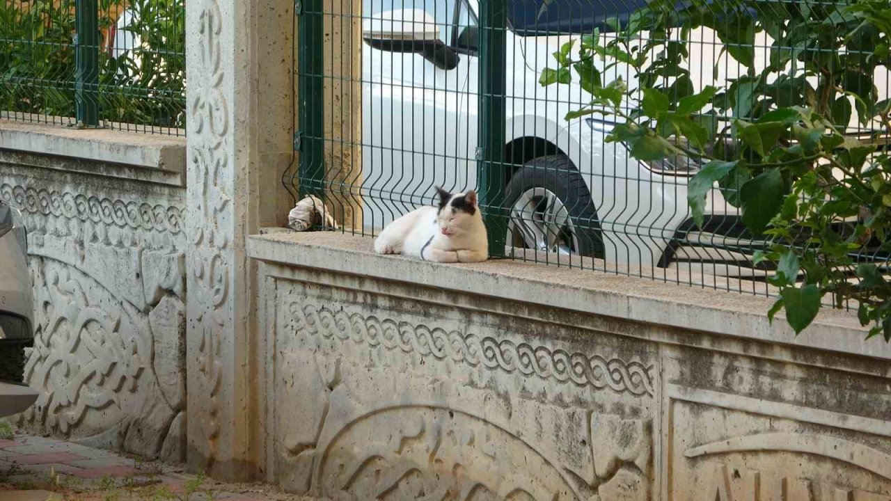 Sıcaklık arttı, belediyeden anonslu uyarı geldi: "Kapı önüne mama ve su koyun"