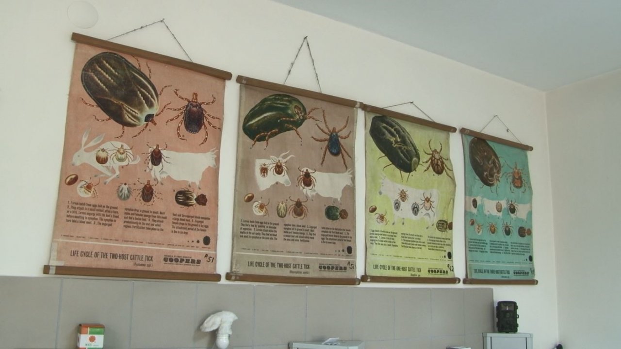 Uzmanından ’aşırı yağışlar keneleri belirli noktalara taşıdı’ açıklaması