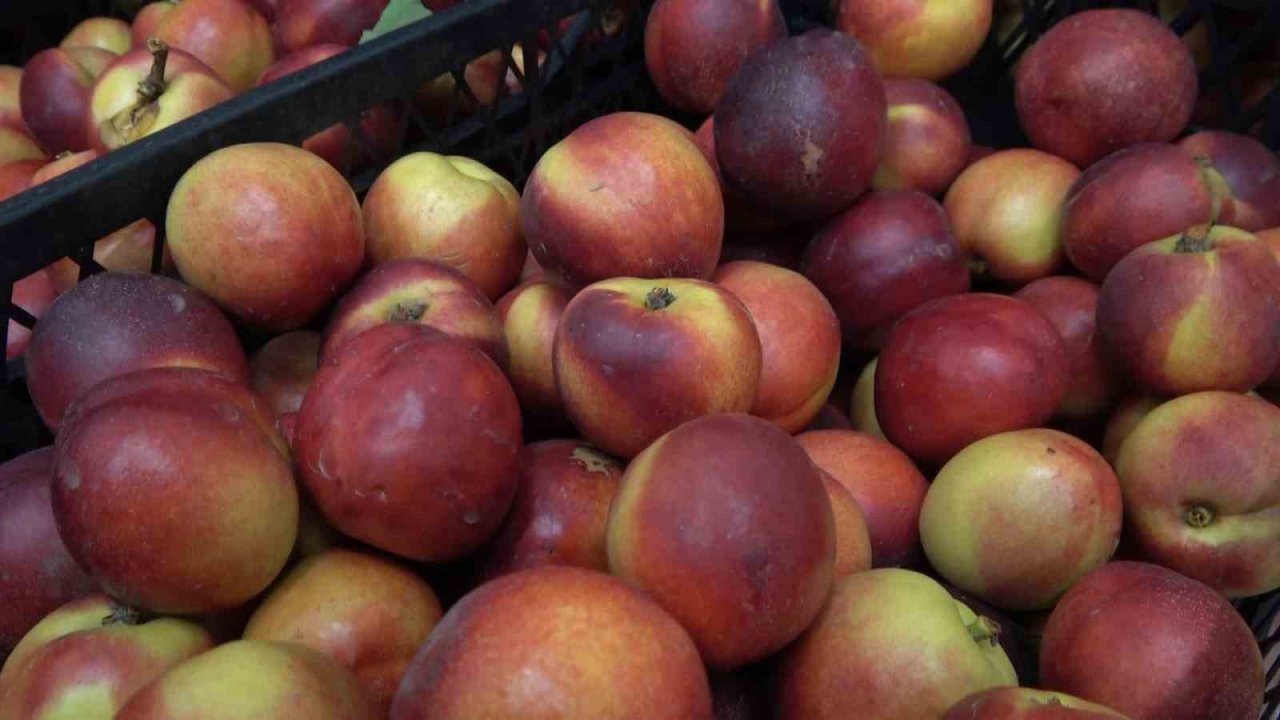 Coğrafi işaretli Bursa şeftalisinin hasadı başladı... Rekolte sıkıntısı var