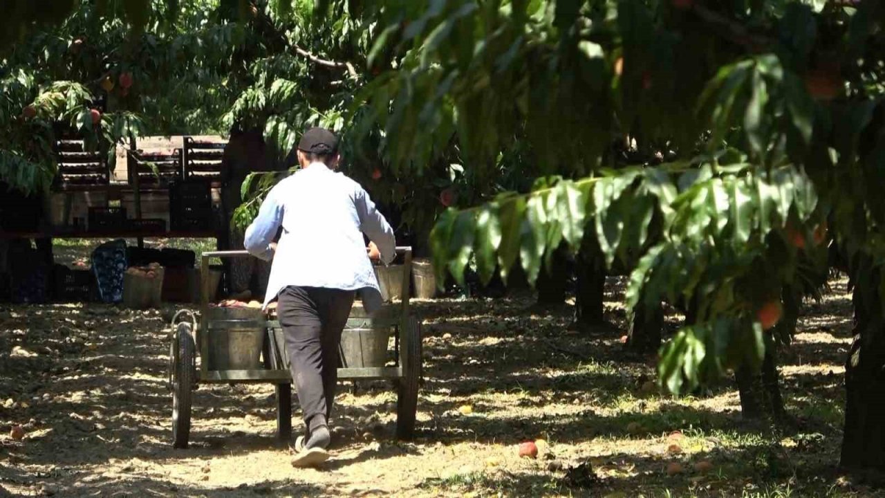 Coğrafi işaretli Bursa şeftalisinin hasadı başladı... Rekolte sıkıntısı var
