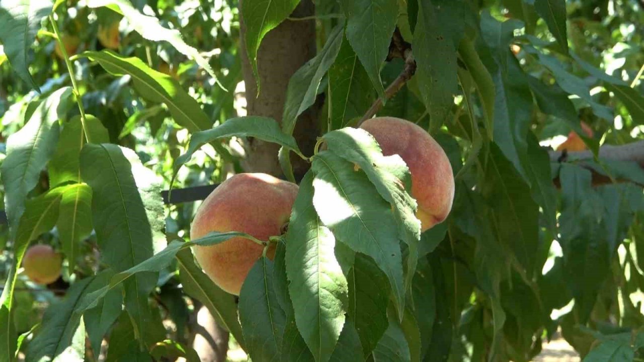 Coğrafi işaretli Bursa şeftalisinin hasadı başladı... Rekolte sıkıntısı var