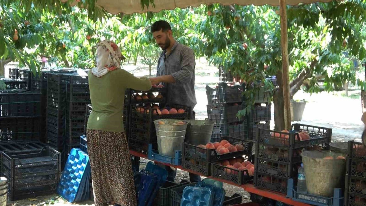 Coğrafi işaretli Bursa şeftalisinin hasadı başladı... Rekolte sıkıntısı var