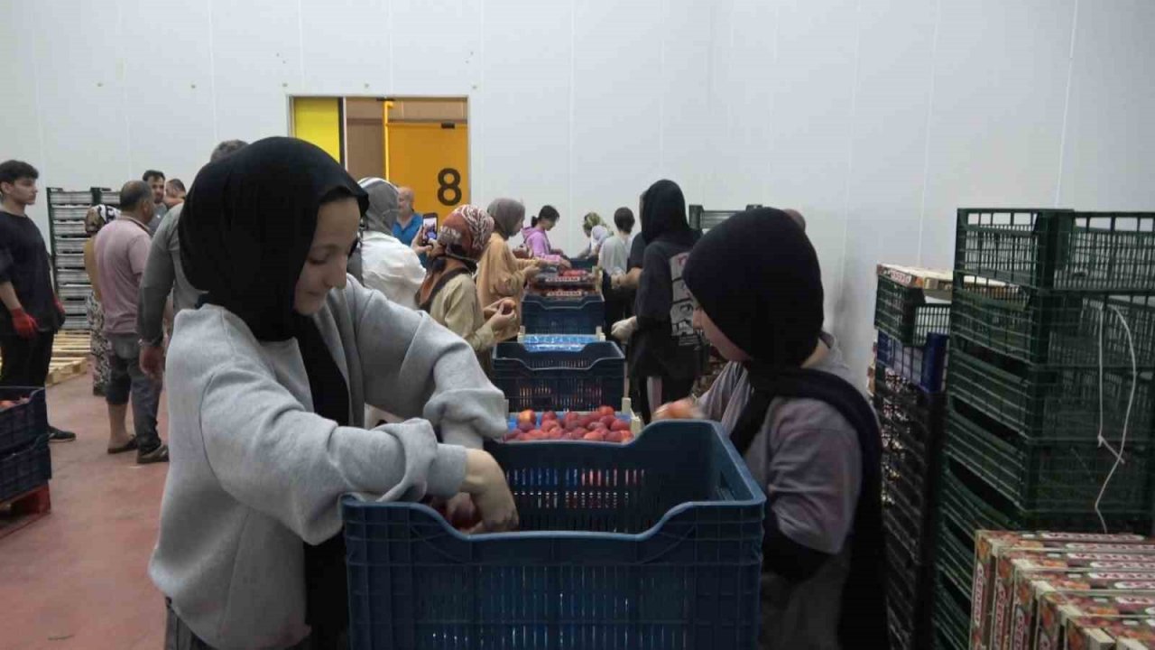 Coğrafi işaretli Bursa şeftalisinin hasadı başladı... Rekolte sıkıntısı var