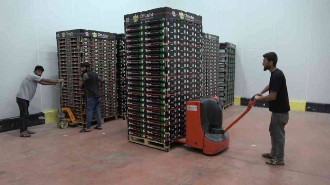 Coğrafi işaretli Bursa şeftalisinin hasadı başladı... Rekolte sıkıntısı var