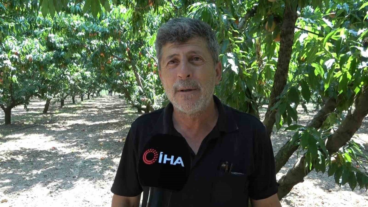 Coğrafi işaretli Bursa şeftalisinin hasadı başladı... Rekolte sıkıntısı var