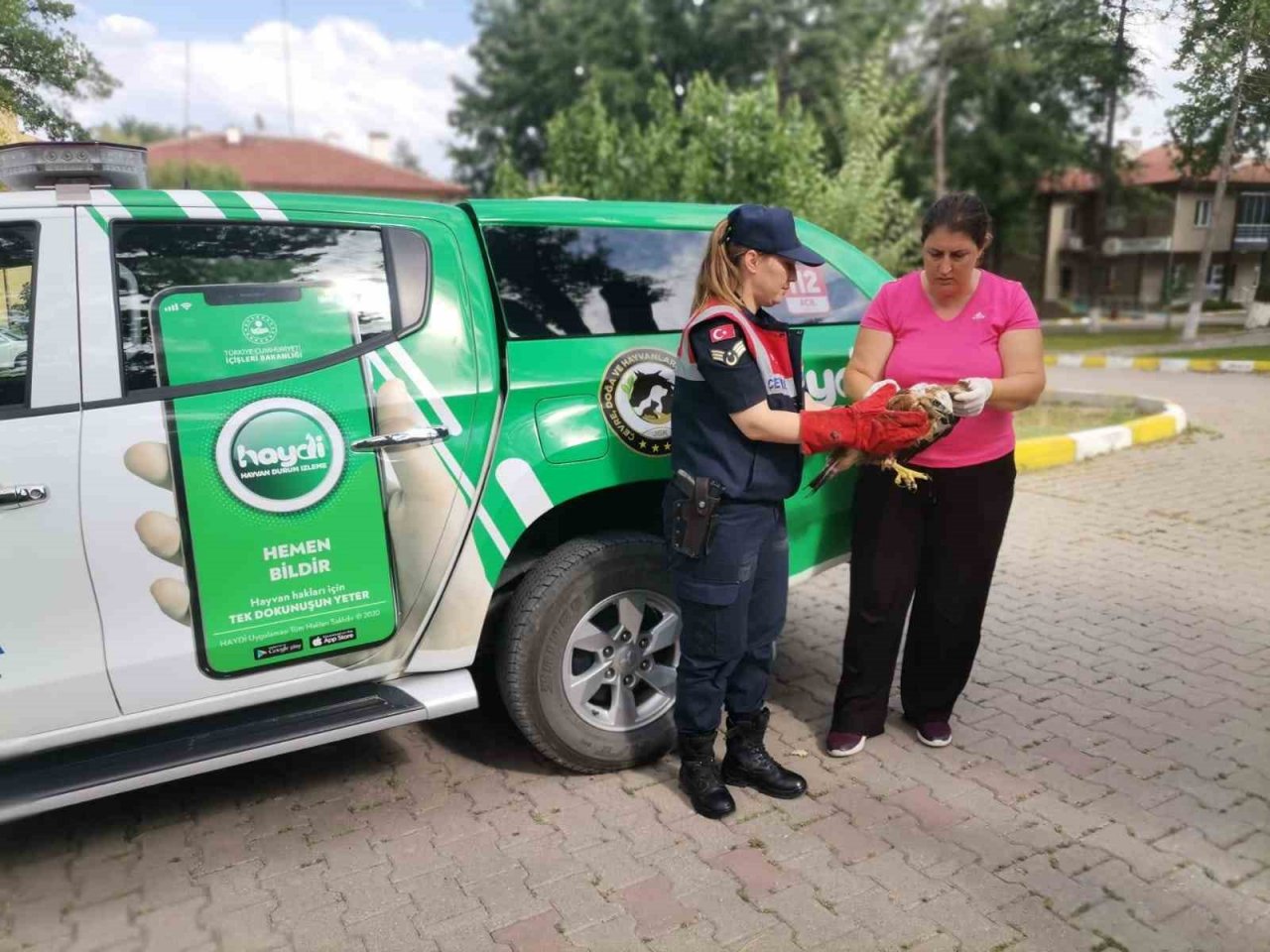 Yaralı halde bulunan şahin tedavi altına alındı