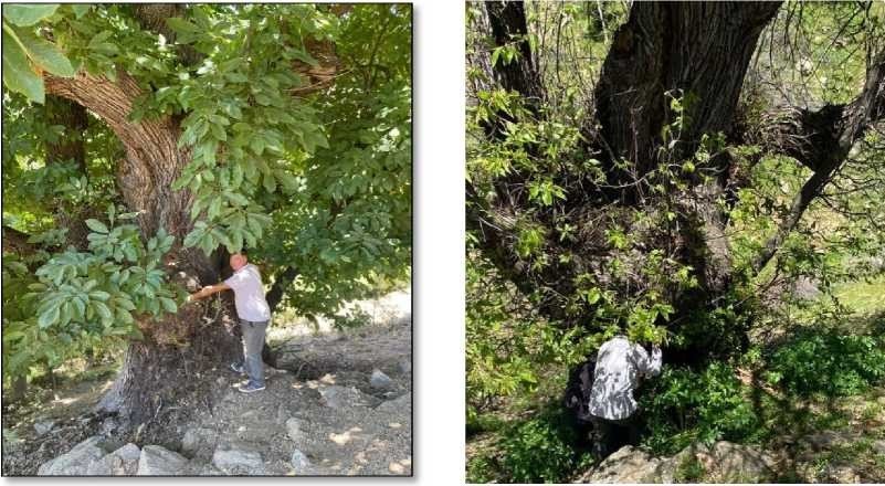 Diyarbakır’da 766 yaşındaki ağaçtan yeni fidanlar