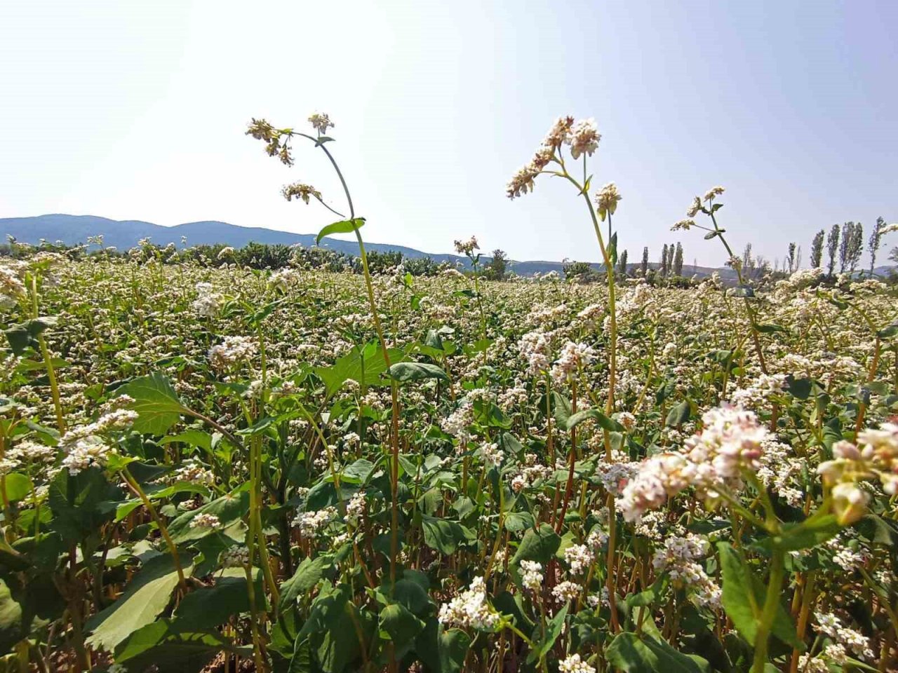 Gölpazarı’nda karabuğdaylar çiçek açtı
