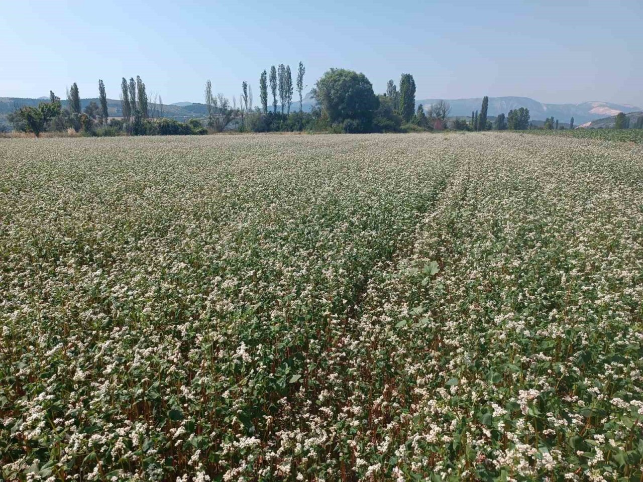 Gölpazarı’nda karabuğdaylar çiçek açtı