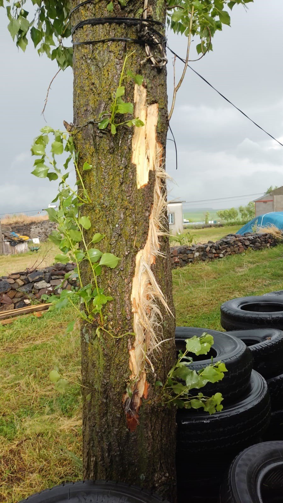 Kars’ta bir evin bahçesindeki ağaca yıldırım düştü