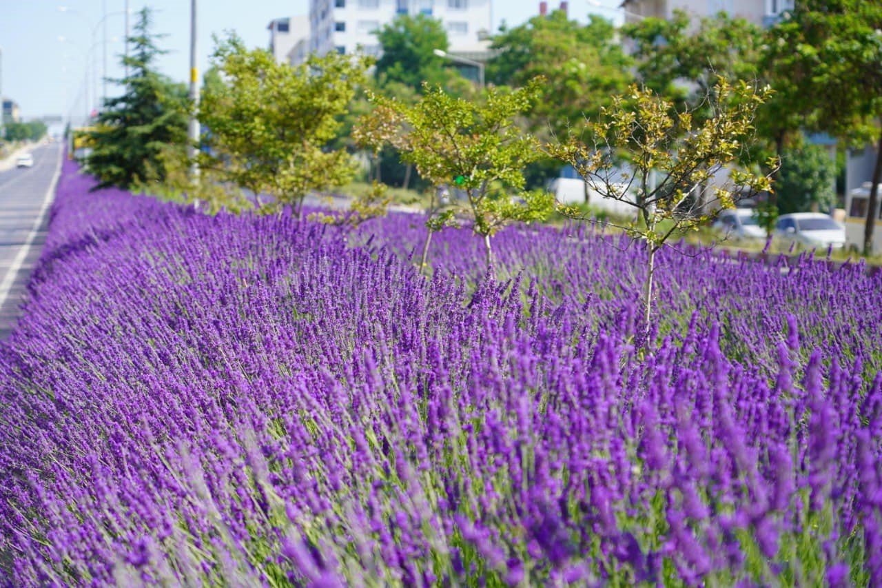 Orta refüjde açan lavantalar adeta göz kamaştırıyor