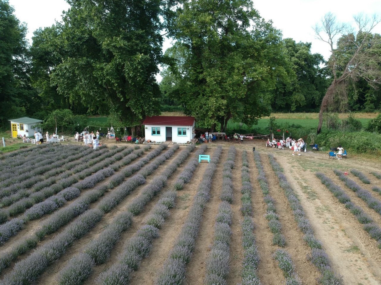 Lavanta tarlası alternatif turizm rotası oldu