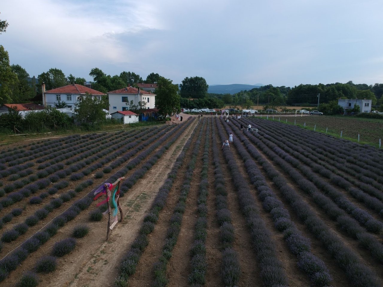 Lavanta tarlası alternatif turizm rotası oldu