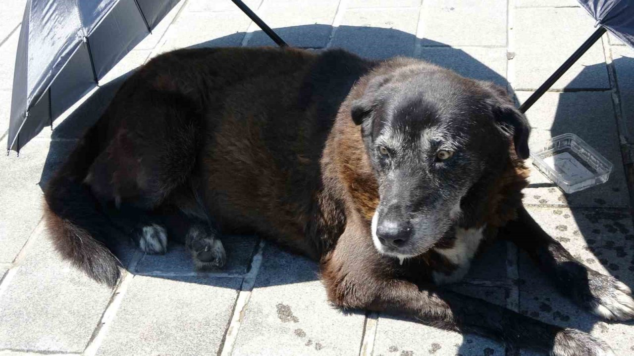 Taksim’de polis ve vatandaşlar yaralı köpek için seferber oldu