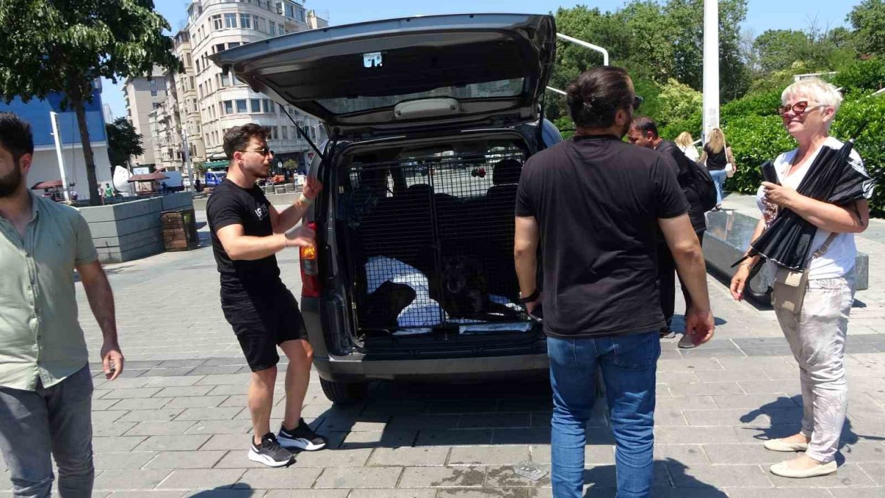 Taksim’de polis ve vatandaşlar yaralı köpek için seferber oldu