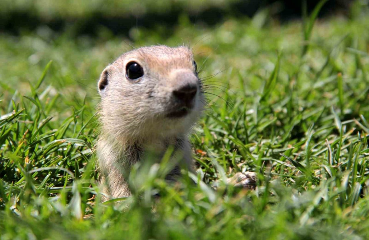 Yer sincapları yuvalarında objektife yansıdı