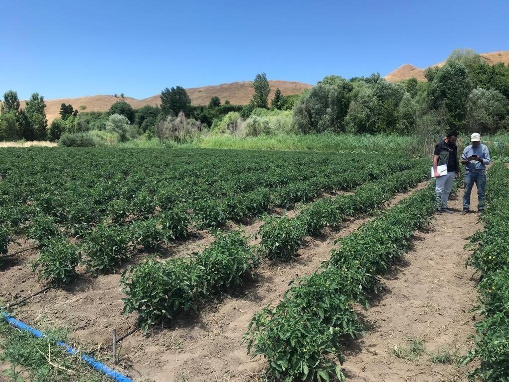 Bingöl’de yüzde 75 hibe dağıtılan fidelerin kontrolleri yapılıyor
