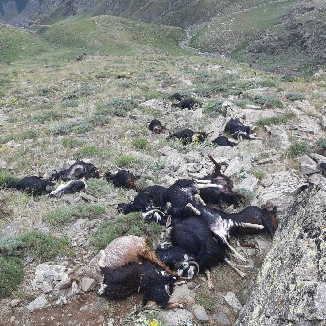 Bingöl’de keçi sürüsüne yıldırım düştü: 51 keçi telef oldu