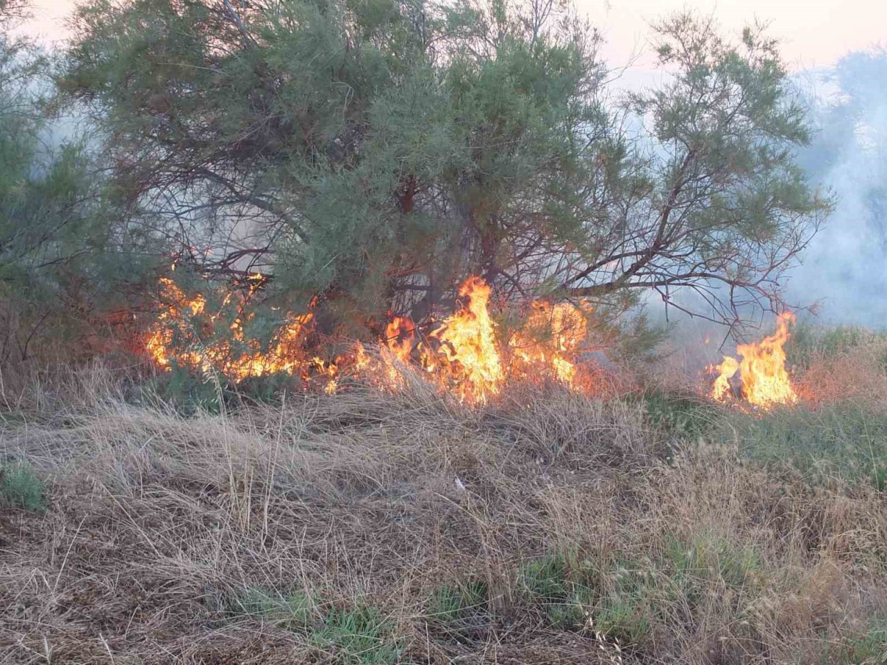 Balıkesir’de karganın neden olduğu anız yangını korkuttu