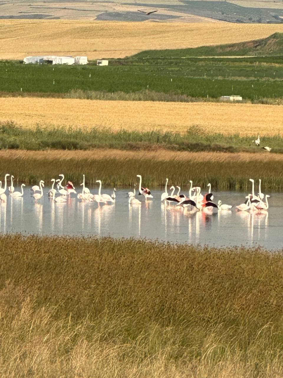 Çorum’da ilk kez flamingo görüldü