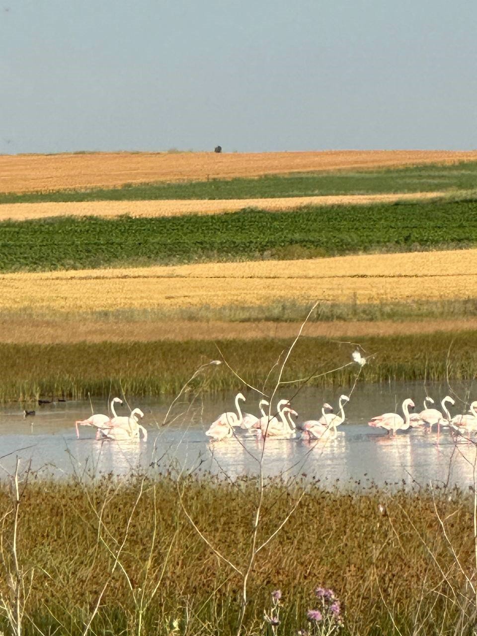 Çorum’da ilk kez flamingo görüldü