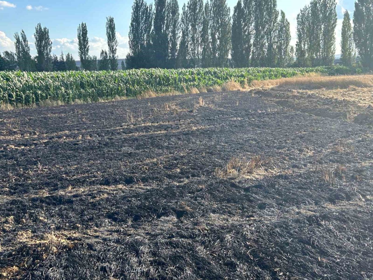 Elektrik akımına kapılan kuşun sebep olduğu yangında 60 dönüm hububat arazisi zarar gördü