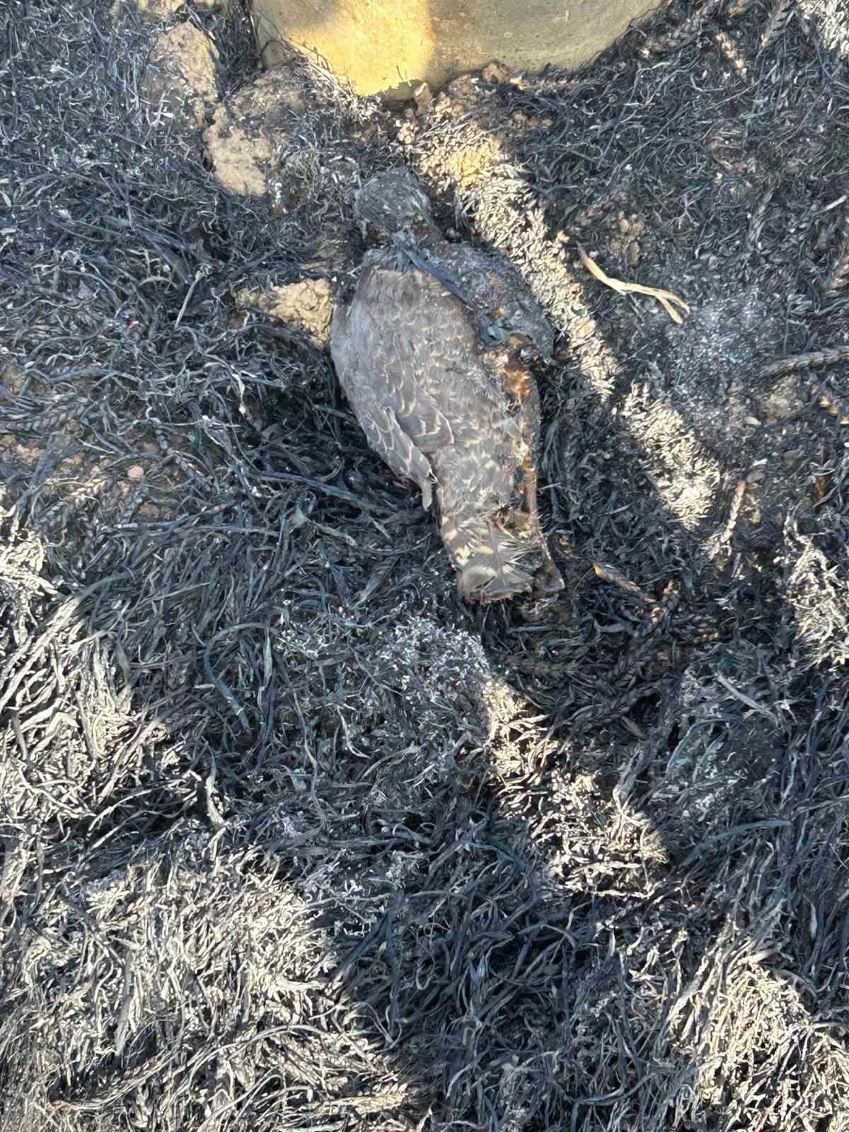 Elektrik akımına kapılan kuşun sebep olduğu yangında 60 dönüm hububat arazisi zarar gördü