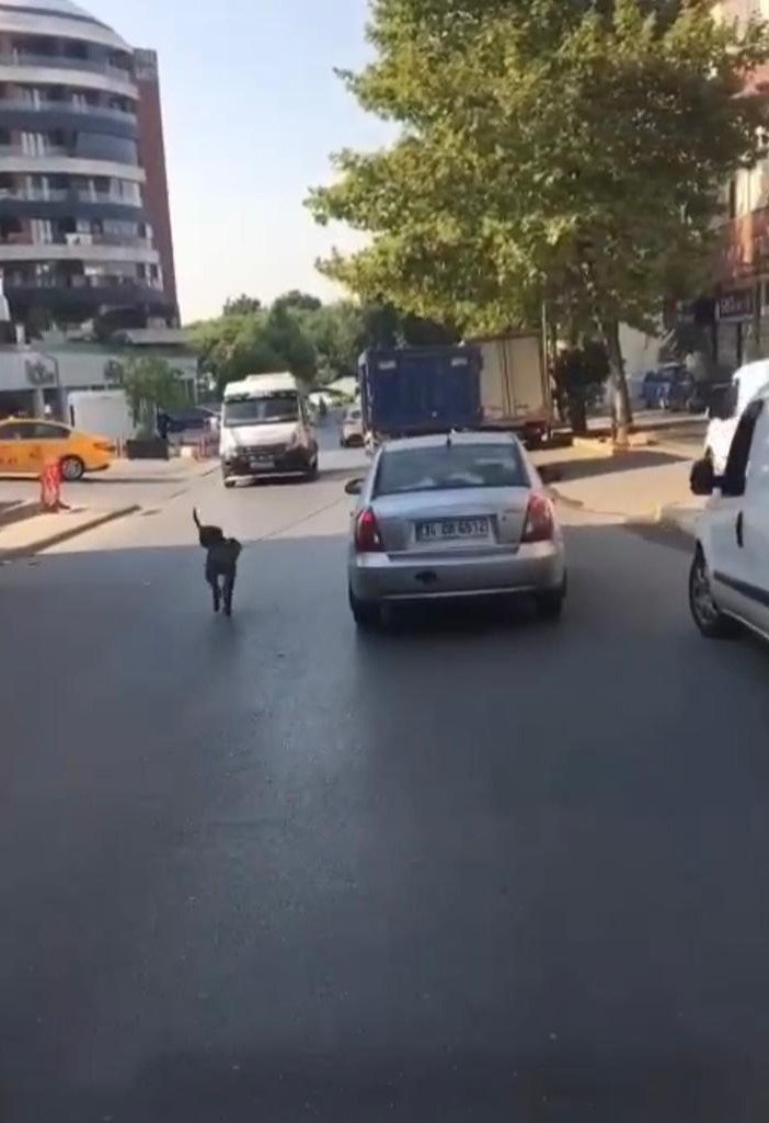 Seyir halindeyken köpek gezdiren sürücü kamerada
