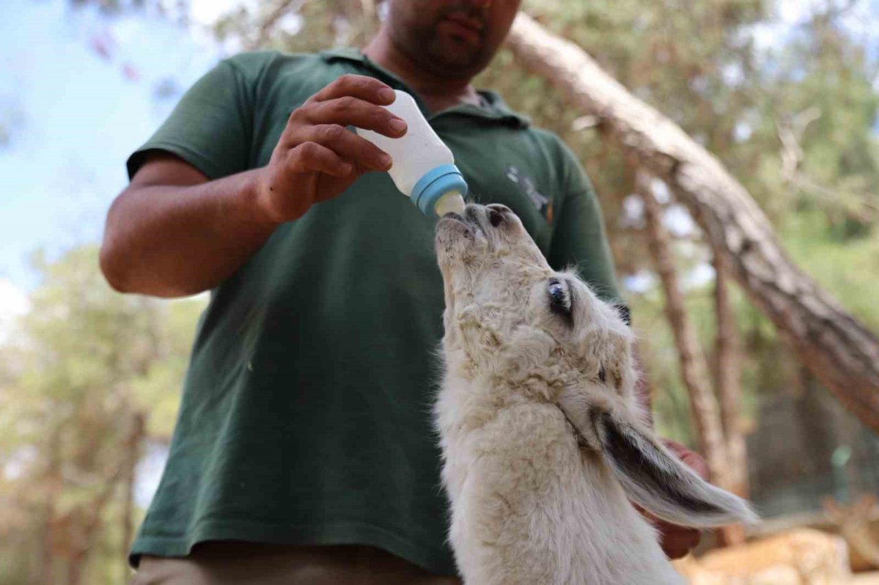 Annesi tarafından terk edilen lamaya bakıcıları sahip çıktı