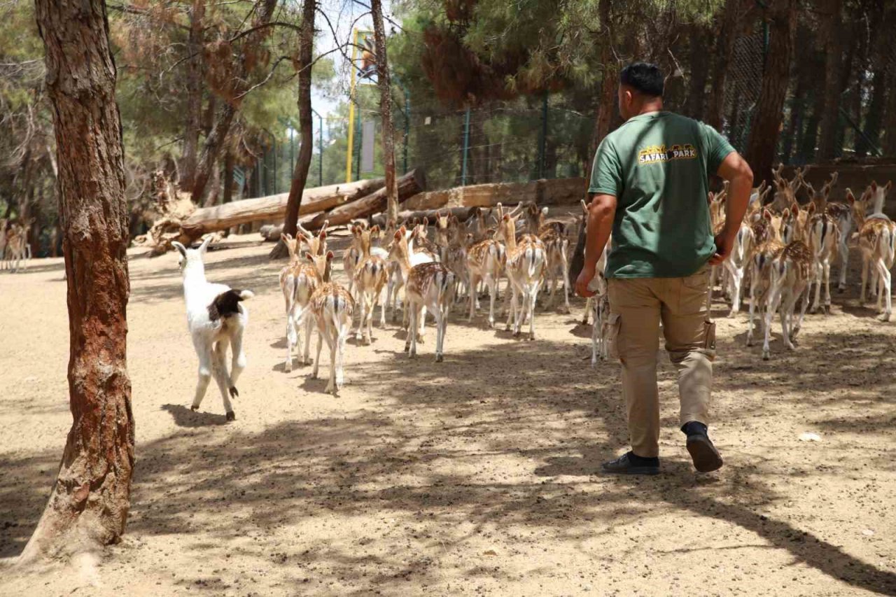 Annesi tarafından terk edilen lamaya bakıcıları sahip çıktı