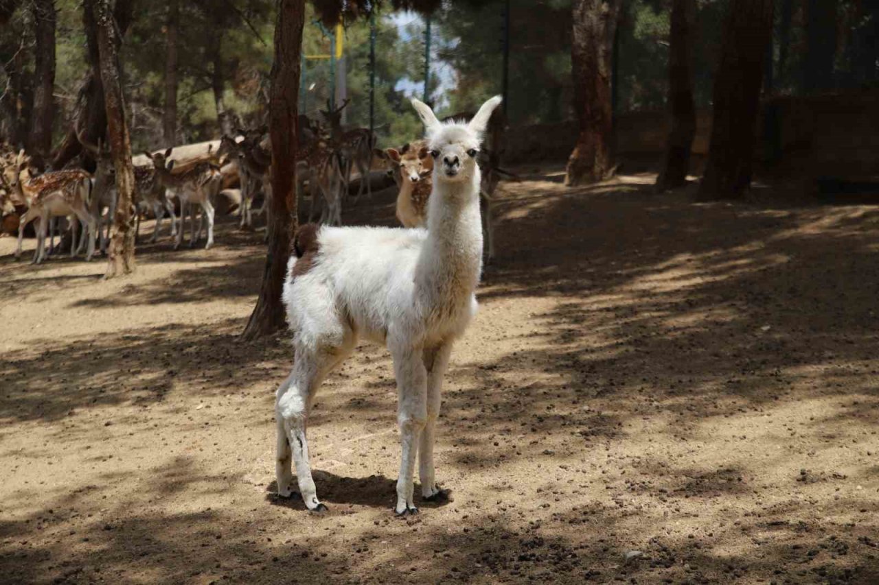 Annesi tarafından terk edilen lamaya bakıcıları sahip çıktı
