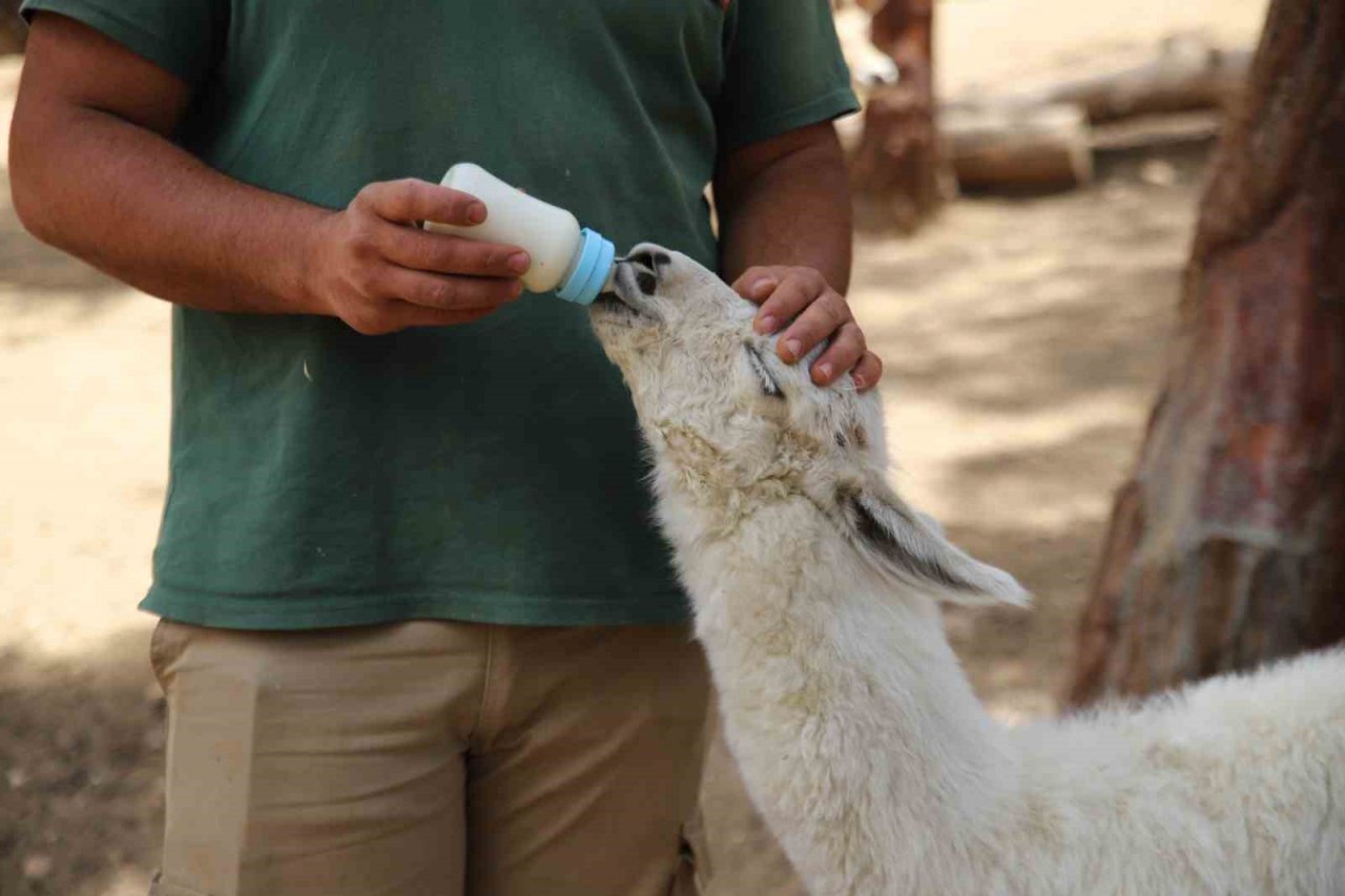 Annesi tarafından terk edilen lamaya bakıcıları sahip çıktı