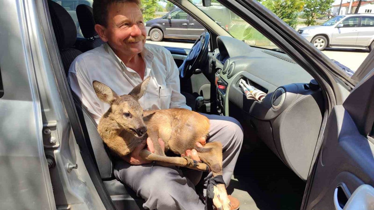 Karaca yavrusunu köpeklerin saldırısından köylüler kurtardı