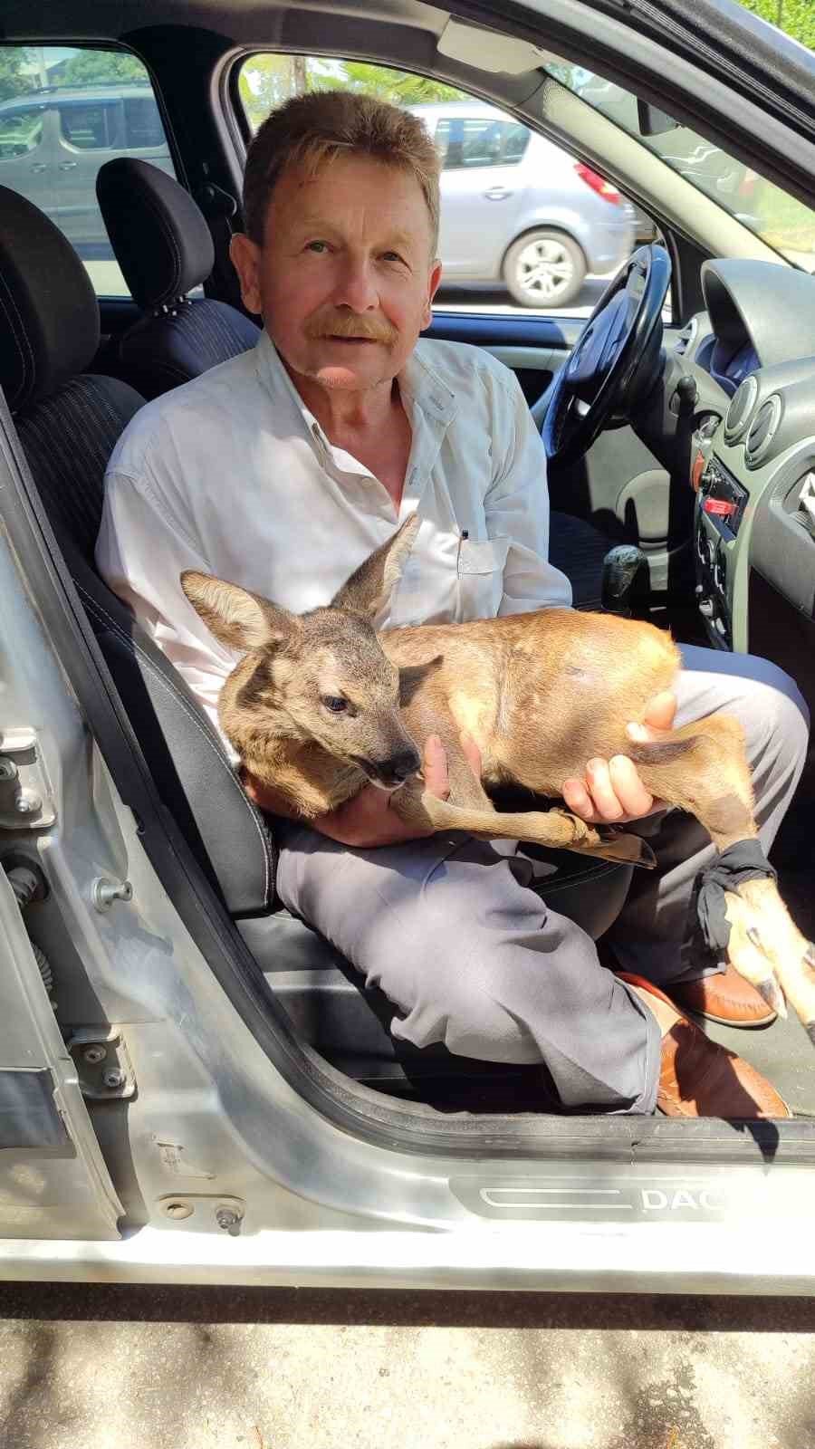 Karaca yavrusunu köpeklerin saldırısından köylüler kurtardı