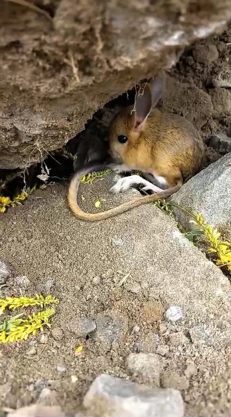 Nesli tükenme tehlikesi altında olan Arap tavşanını önce kurtardı, sonra elleriyle besledi
