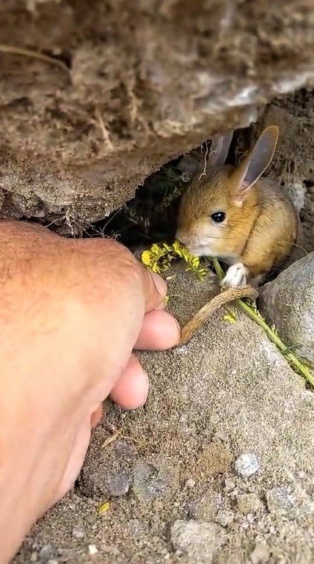Nesli tükenme tehlikesi altında olan Arap tavşanını önce kurtardı, sonra elleriyle besledi
