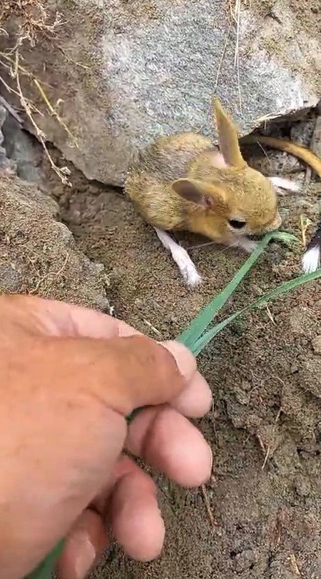 Nesli tükenme tehlikesi altında olan Arap tavşanını önce kurtardı, sonra elleriyle besledi