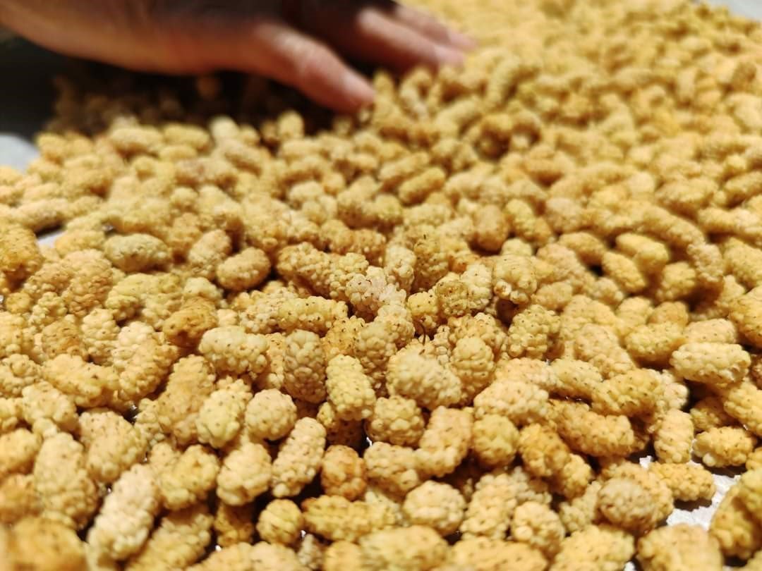 Hasat dönemindeki yağışlar, dutun rekoltesini düşürdü