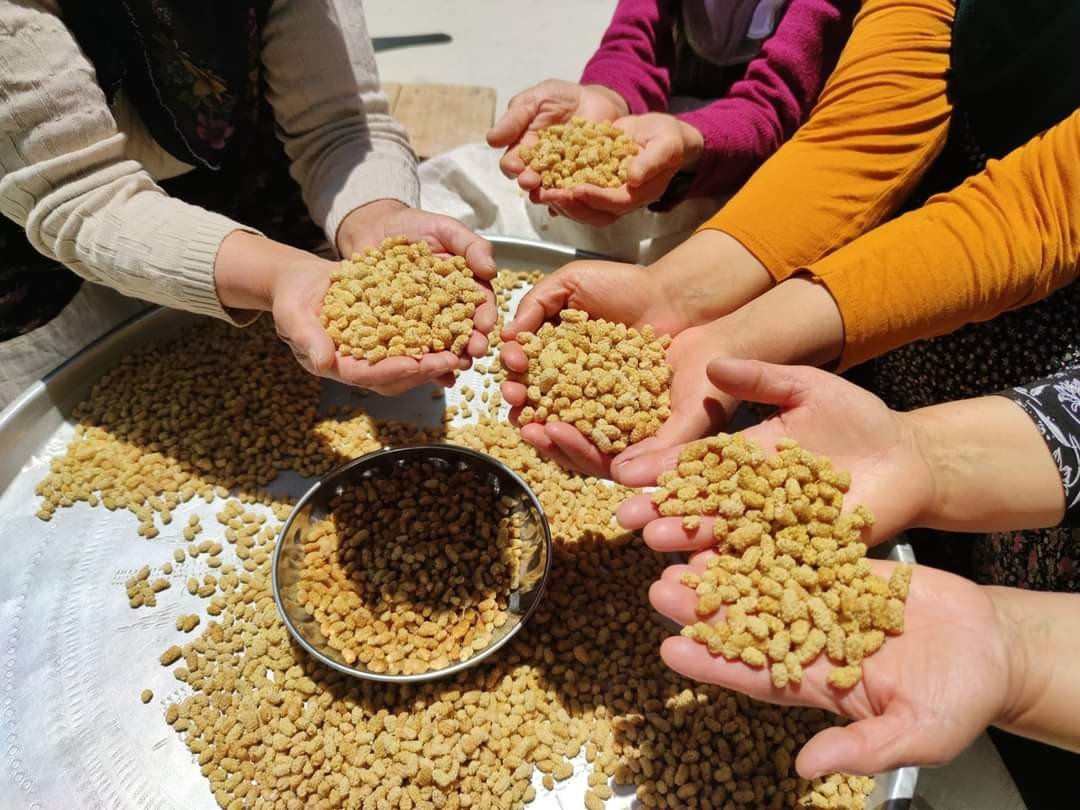 Hasat dönemindeki yağışlar, dutun rekoltesini düşürdü